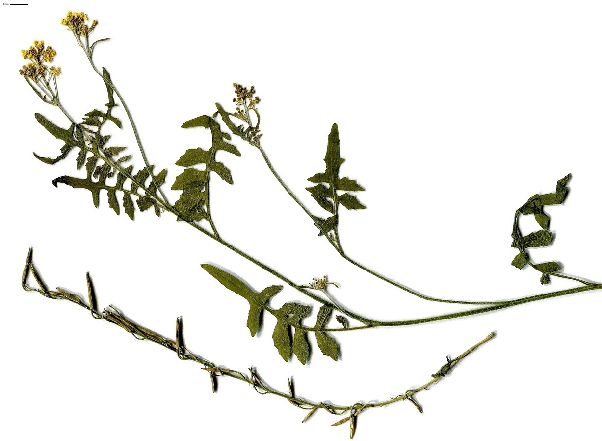 Sisymbrium austriacum (Brassicaceae)